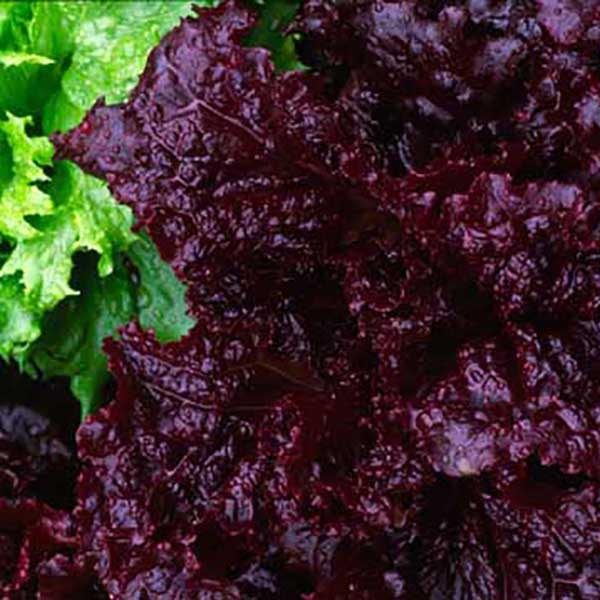 Lettuce Merlot Lettuce Merlot