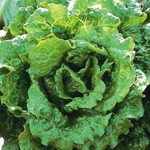 Nevada summer crisp lettuce