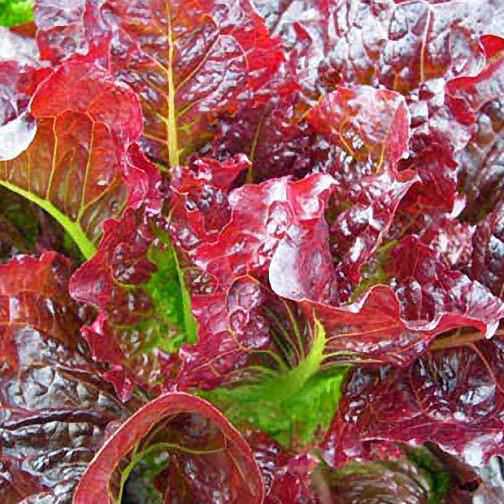 Outredgeous romaine organic lettuce