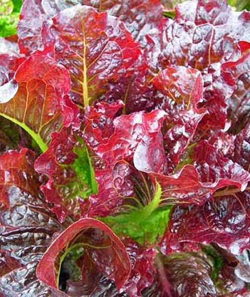 Outredgeous romaine lettuce Lettuce Outredgeous romaine - organic seeds