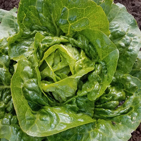 Lettuce Pan Lettuce Pan