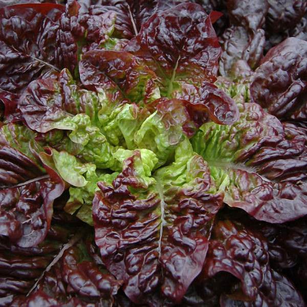 Lettuce Red-Eared Butterheart butterhead - organic seeds
