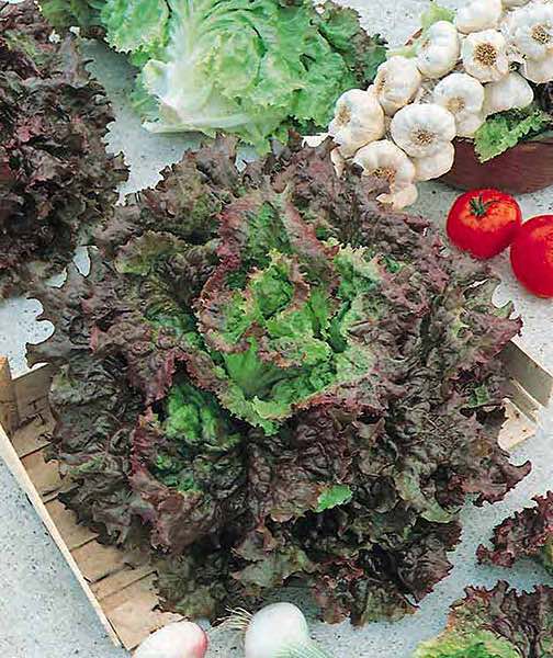 Red Sails loose-leaf lettuce Red Sails loose-leaf lettuce seeds - organically grown