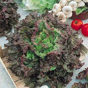 Loose-Leaf Lettuce