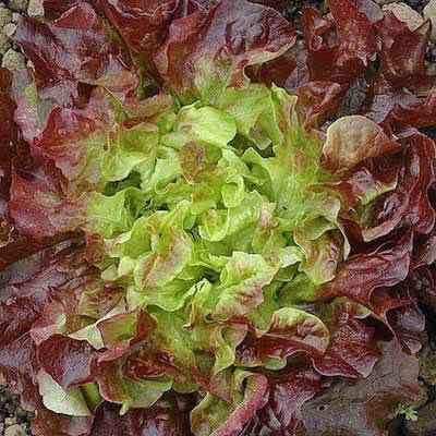Loose-Leaf Lettuce