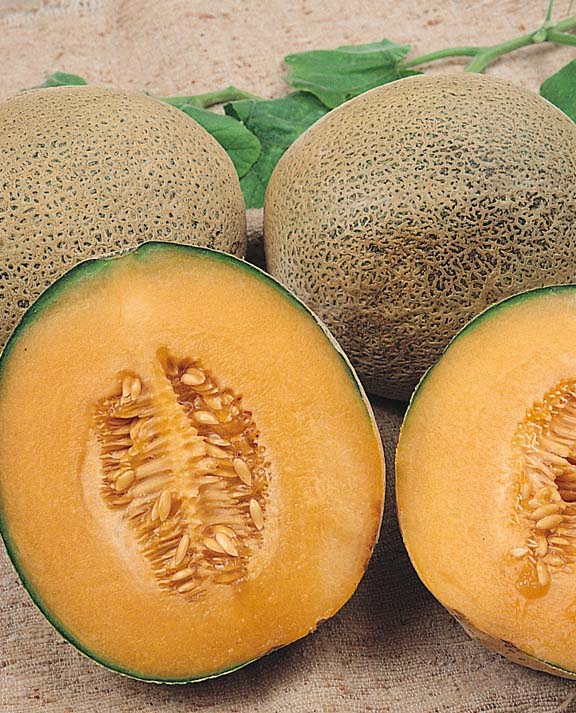 Ambrosia Hybrid cantaloupe melon Cantaloupe Ambrosia Hybrid