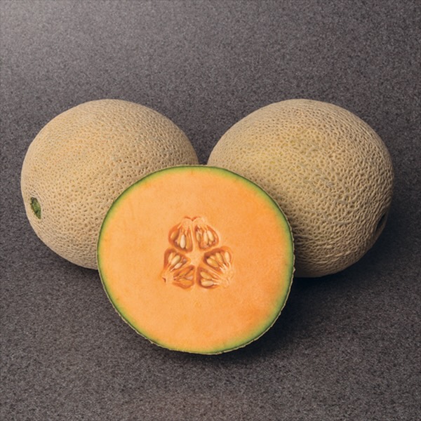 Melon Cantaloupe Gold Crown