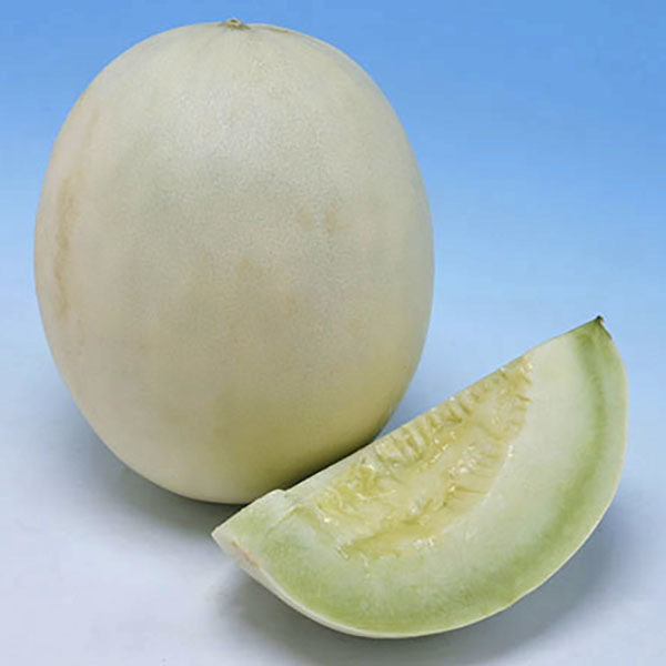 Melon Honeydew