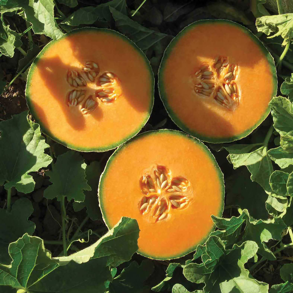 Lilliput Hybrid Cantaloupe