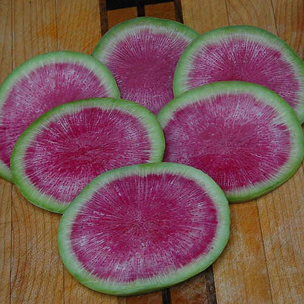 Misato Rose Watermelon radish seeds