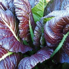 Mustard Greens