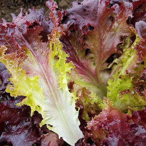 Oak Leaf Lettuce