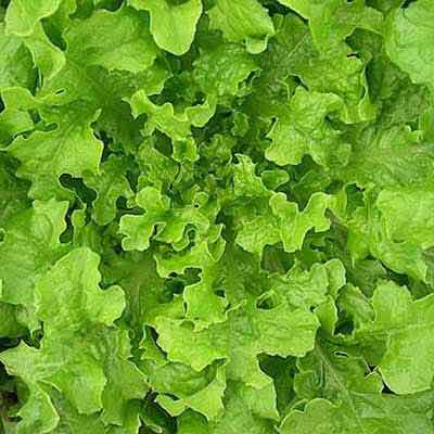 Oakleaf Lettuce