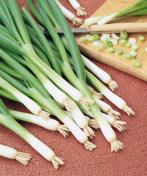Evergreen White Bunching onion Onion Evergreen White Bunching
