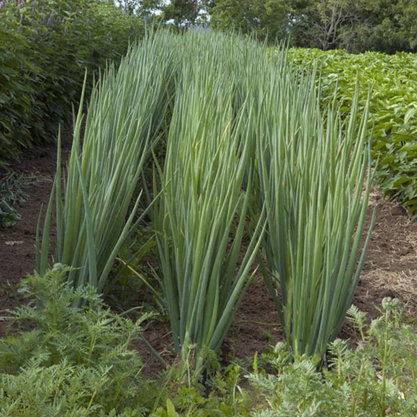 Onion Flagpole Scallion