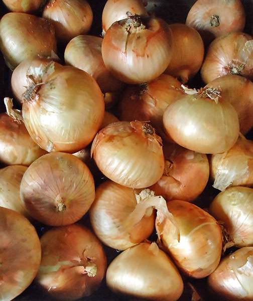 Onion Texas 1015Y onion Onion Texas 1015Y