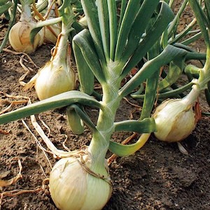 Onion
