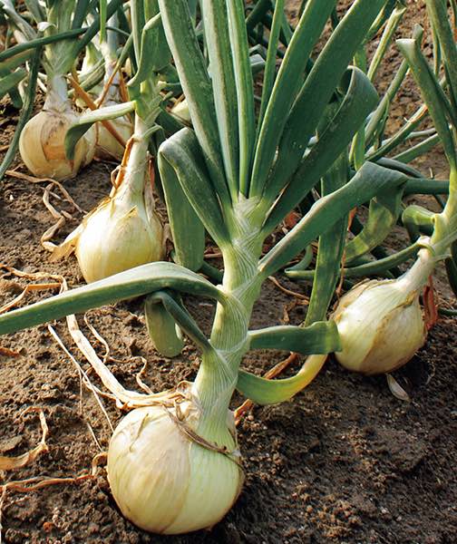Walla Walla onion Onion Walla Walla