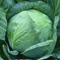 Cabbage