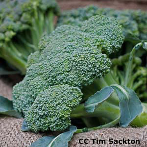 Broccoli Green Sprouting Calabrese