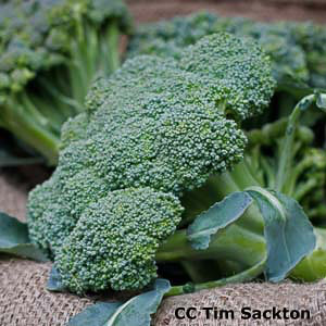 Green Sprouting Calabrese broccoli Broccoli Green Sprouting Calabrese