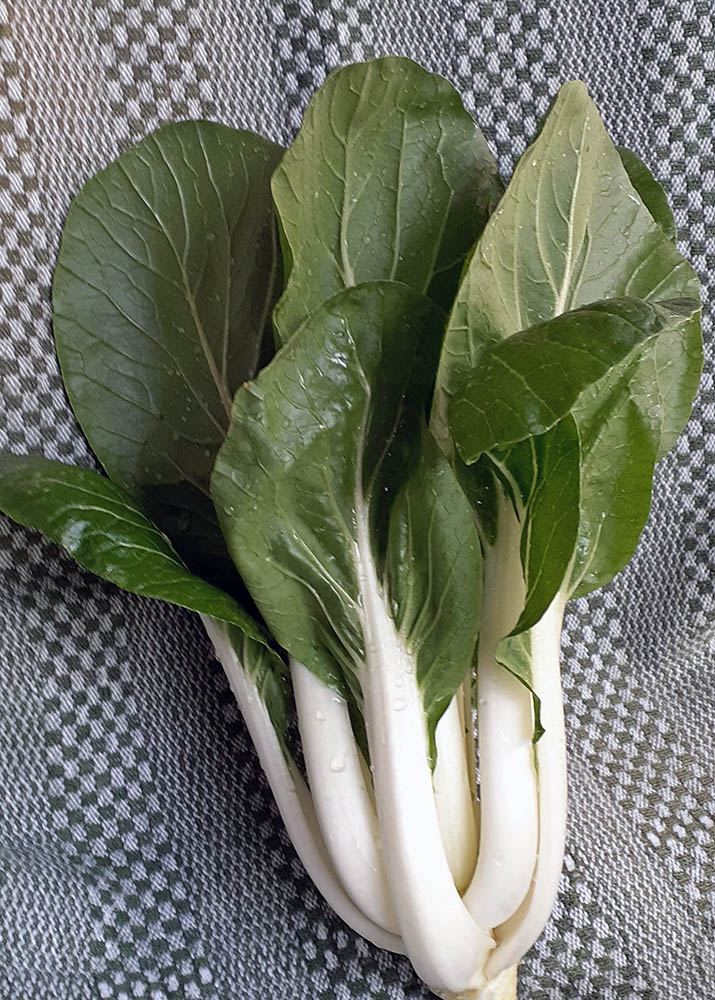 Pak Choi Win Win Choi Harvested