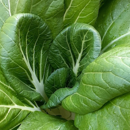 Pak Choi Win Win Choi