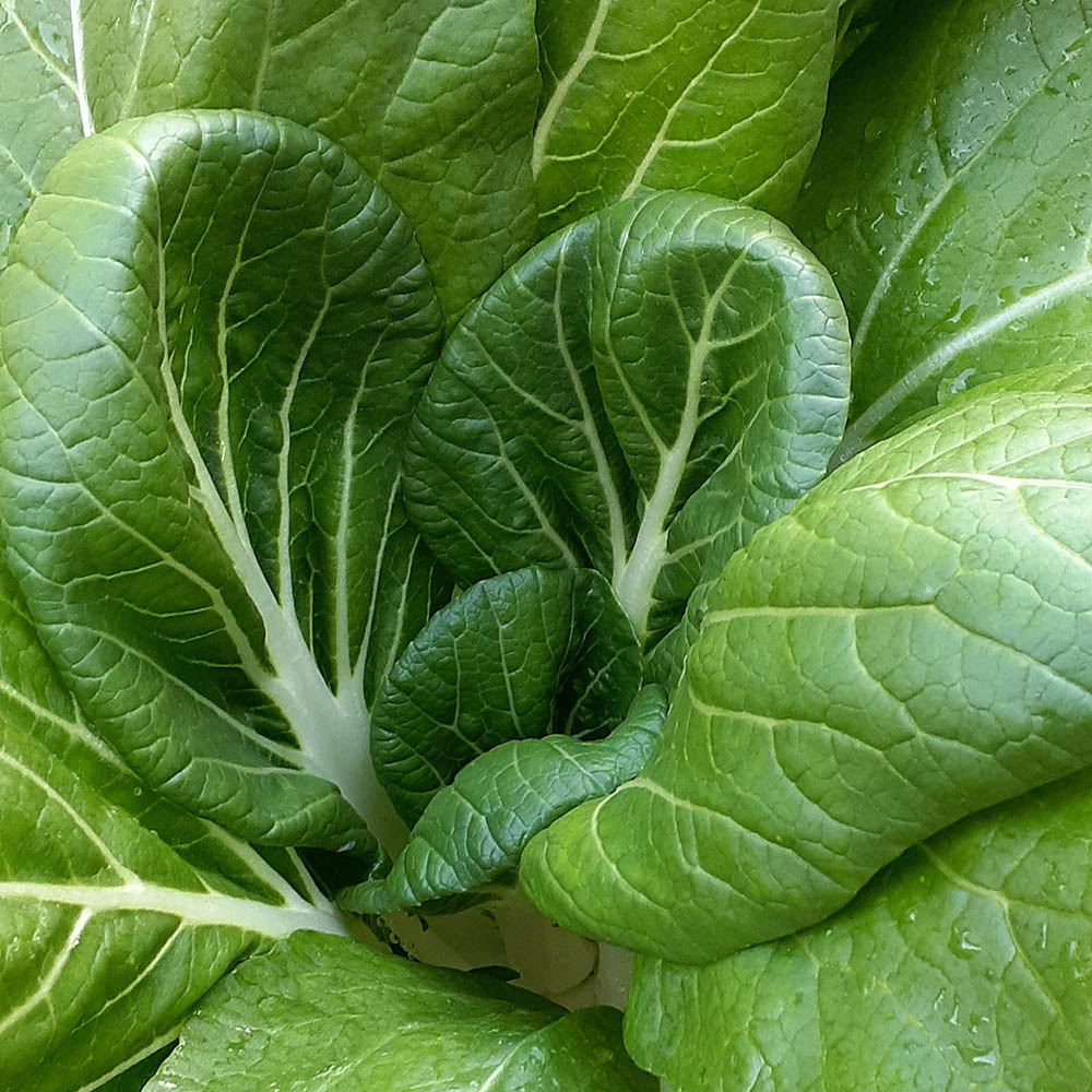 Pak Choi Win Win Choi