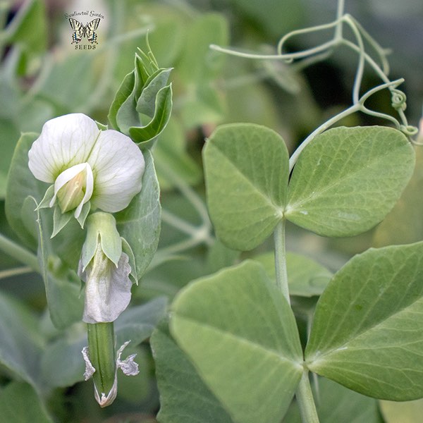 Snap pea Little Crunch flower