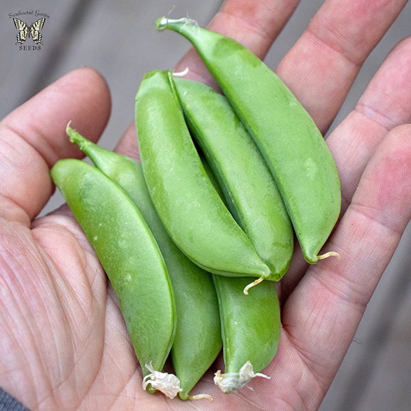 Snap pea Little Crunch, handful of pods