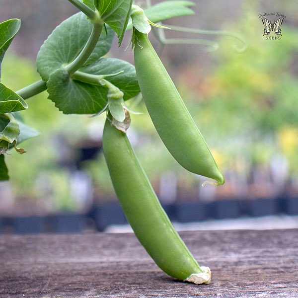 Snap pea Little Crunch pods on a plant