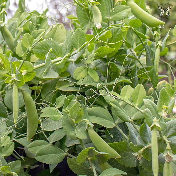 Snap pea Little Crunch