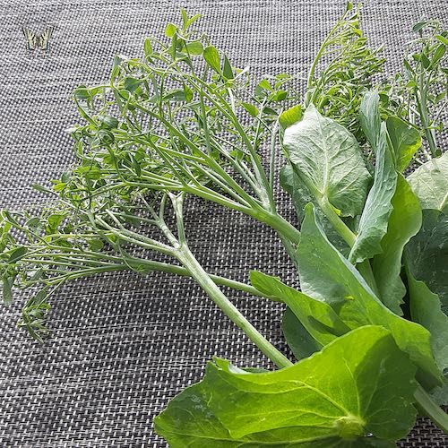 Parsley Pea Tendrils