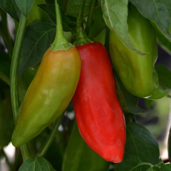 Aji Rico Hybrid pepper seeds