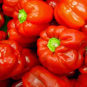 California Wonder bell pepper Bell pepper California Wonder