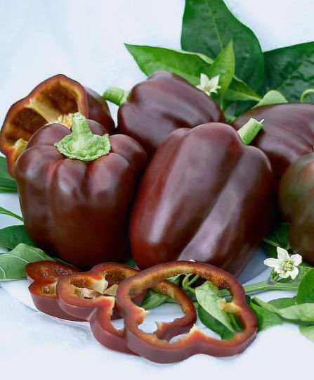 Chocolate Beauty hybrid bell pepper Bell pepper Chocolate Beauty hybrid