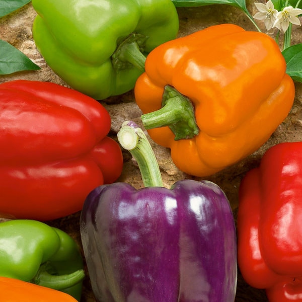 Lynn's Hybrid Mix bell pepper Bell pepper Hybrid Mix