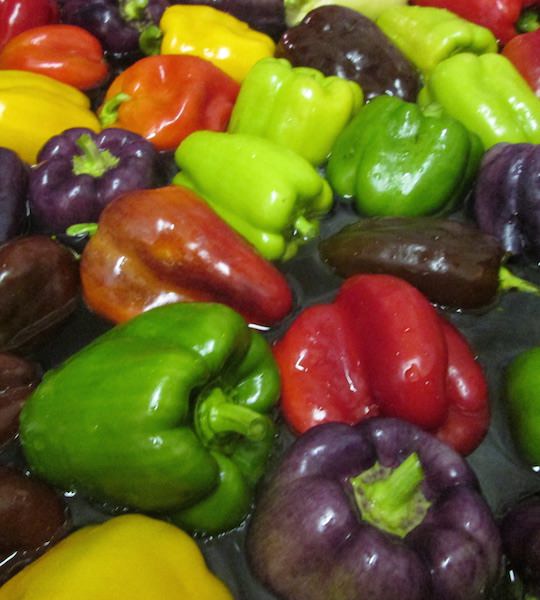 bell pepper Bell pepper mixed - shades of red, orange, yellow, purple, and green.