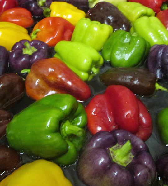 Bell pepper mixed - shades of red, orange, yellow, purple, and green.