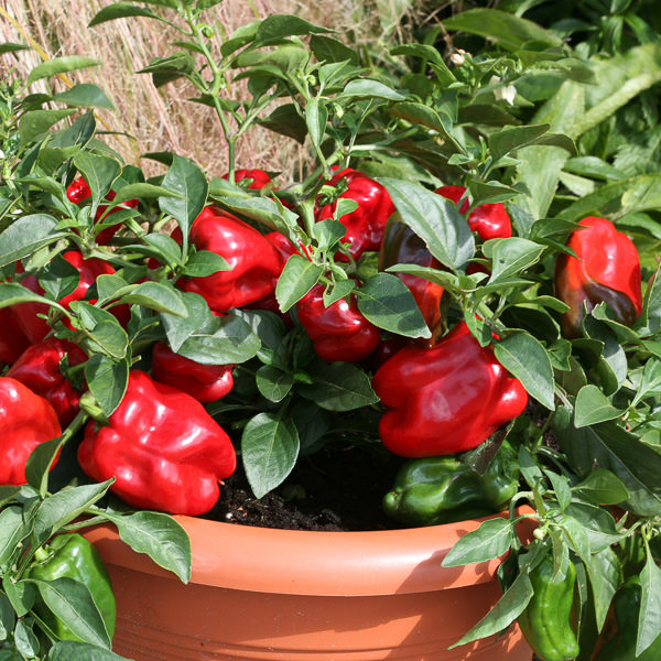 Bell Pepper Seeds: 7 Bell Peppers - Vegetable Seeds