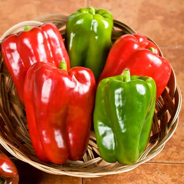 Big Bertha bell pepper Bell Pepper Big Bertha
