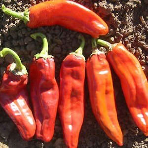 Pepper Big Jim - hot peppers