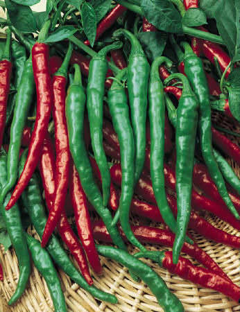 Pepper Cayenne Long Red Slim - hot peppers