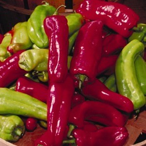 Cubanella Hybrid hot pepper