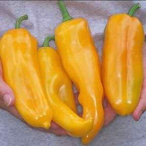 Golden Marconi sweet pepper Golden Marconi sweet pepper