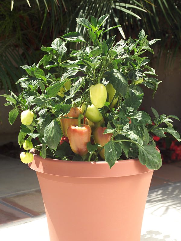 Sweet Pepper Seeds - 8 Sweet Peppers - Vegetable Garden Seeds