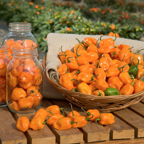 Habanero Orange pepper Pepper Habanero Orange