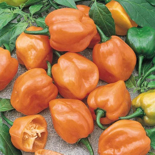 Habanero Orange pepper Pepper Habanero Orange - hot peppers