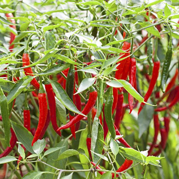 Longhorn hot pepper seeds