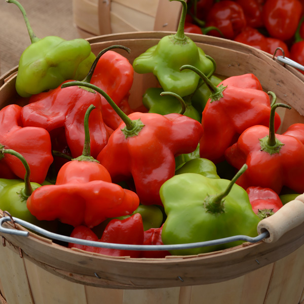 Mad Hatter peppers in a barrel